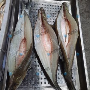 旭眾二枚開片殺魚機(jī)，翹嘴魚開背切片